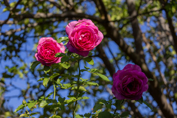 Three pink-magenta roses with green leaves in sunlight and shade, early autumn backyard, San Jose, California