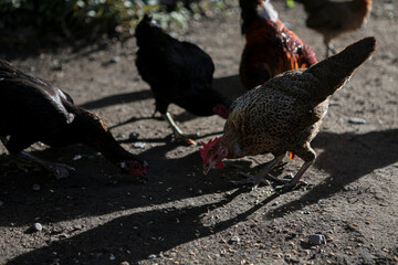 Free Range Chickens Feeding on the Ground in the Morning Sunlight