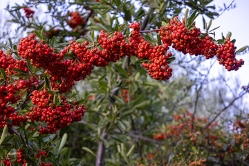 Firethorn branch with abundant berries against green leaves and soft light, early autumn backyard, San Jose, California