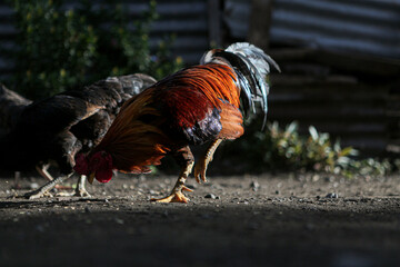 Free Range Chickens Feeding on the Ground in the Morning Sunlight
