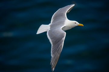 Glaucous Winged Gull Over the Strait of Georgia Near Vancouver, British Columbia, Canada.