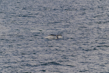 Fototapeta premium Humpback Whale Tail Surfaces in Seymour Narrows in the Strait of Georgia, near Vancouver, British Columbia, Canada.