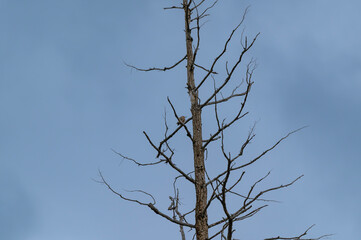 Red Shafted Northern Flicker at Myra Canyon, near Kelowna, British Columbia, Canada.