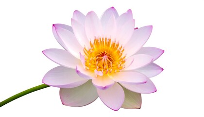 Fototapeta premium Delicate lotus blossom with pink-tipped petals, yellow center, and green stem