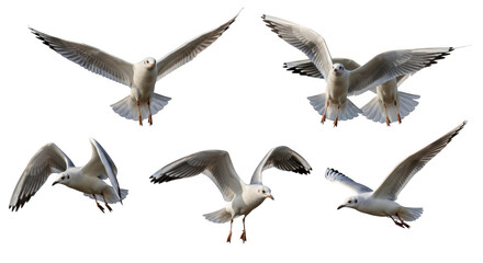 Obraz premium Seagull flying motion bird wing nature wildlife animal outdoor sky freedom flight movement