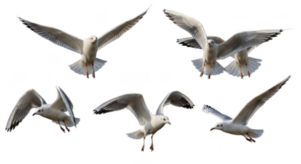 Seagull flying motion bird wing nature wildlife animal outdoor sky freedom flight movement