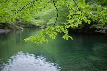 Lush green leaves drape over a tranquil mountain stream