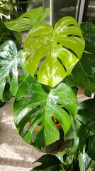 Lush green monstera plant with large, patterned leaves