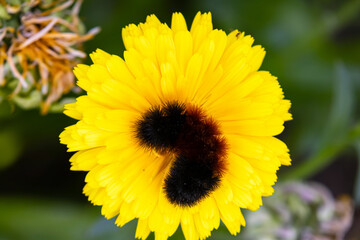 Fototapeta premium Cute fuzzy Woolly bear caterpillar, larvae of Pyrrharctia isabella, (the Isabella tiger moth) is on the yellow calendula flower in the fall garden.