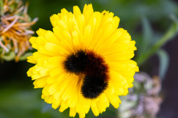 Cute fuzzy Woolly bear caterpillar, larvae of Pyrrharctia isabella, (the Isabella tiger moth) is on the yellow calendula flower in the fall garden.