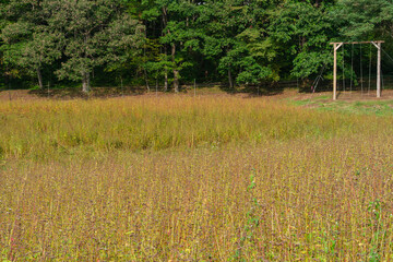 ソバ畑のブランコ