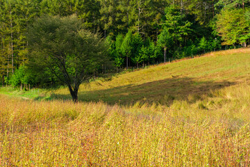 ソバ畑のシルエット