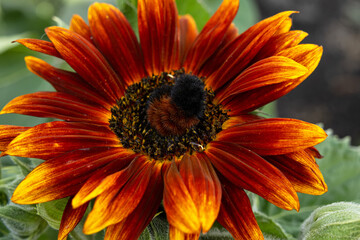 Cute fuzzy Woolly bear caterpillar, larvae of Pyrrharctia isabella, (the Isabella tiger moth) is on the sunflower with red petals in the fall garden.