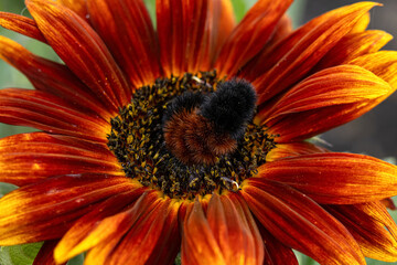 Cute fuzzy Woolly bear caterpillar, larvae of Pyrrharctia isabella, (the Isabella tiger moth) is on the sunflower with red petals in the fall garden.