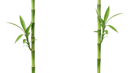 Two vibrant green bamboo stalks with fresh leaves sprouting from segmented stems isolated on a transparent background