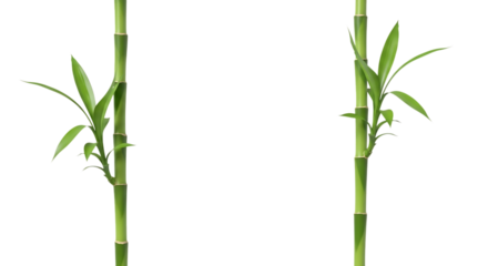 Two vibrant green bamboo stalks with fresh leaves sprouting from segmented stems isolated on a transparent background