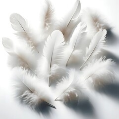 feather on a white background