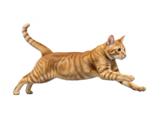 Orange tabby cat leaping forward, action shot, domestic feline, pet animal, cute kitten, playful pose, ginger cat, isolated on transparent background