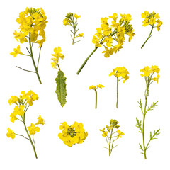 Isolated canola flowers against black background, vibrant yellow blooms
