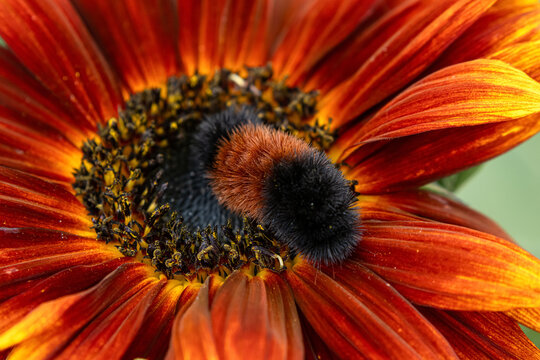 Cute fuzzy Woolly bear caterpillar, larvae of Pyrrharctia isabella, (the Isabella tiger moth) is on the sunflower with red petals in the fall garden.