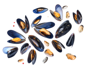 Fresh mussels with shells in the air isolated on transparent png