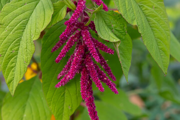 Beautiful bright red bloom of Amaranth plant with green leaves grows in the summer garden.