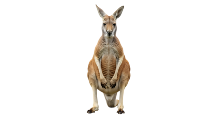 Red Kangaroo standing upright with front paws clasped and facing forward isolated on a transparent background