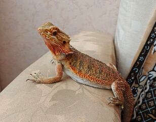 Portrait of a beautiful lizard bearded agama