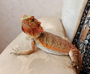 Portrait of a beautiful lizard bearded agama