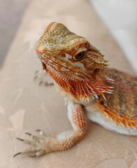 Portrait of a beautiful lizard bearded agama