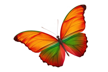 Beautiful orange butterfly with green stripe isolated on transparent background