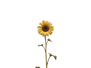 Single sunflower with long stem on minimalist white background