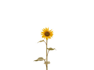 Single sunflower with long stem on minimalist white background