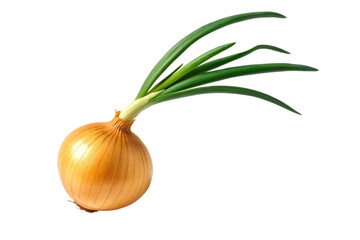 Fresh onion with green sprouts isolated on transparent background for salad