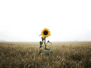 Single sunflower with long stem on minimalist white background