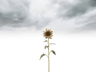 Single sunflower with long stem on minimalist white background