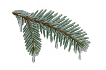 Fir branch with pine needles covered in ice and icicles, showing freezing winter weather, transparent background