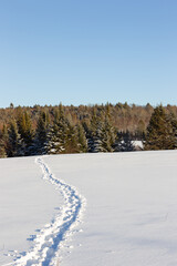Foot tracks in fresh snow