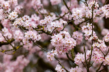 A stunning closeup image of vibrant pink cherry blossom flowers set against delicate branches in spring