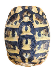 turtle shell isolated on white background