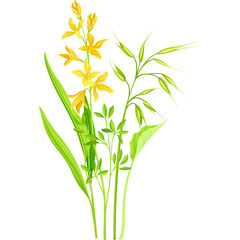 Delicate Yellow Wildflowers and Green Grass Stems Isolated on a White Background Botanical Illustration