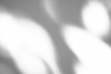 Abstract natural tree branch leaves shadow on white wall background