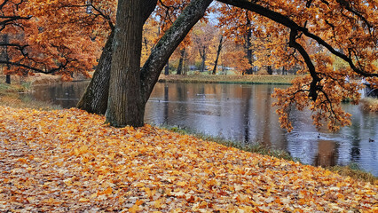 View of the city park in autumn