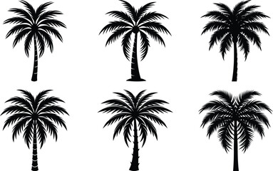 Coconut with coconuts palm tree are Perennial plant and fruit, coconut bunch on uprisen angle, fragrant coconut, Young Nam-Hom coconut for drinking
