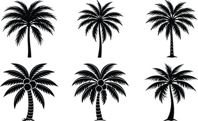 Coconut with coconuts palm tree are Perennial plant and fruit, coconut bunch on uprisen angle, fragrant coconut, Young Nam-Hom coconut for drinking
