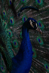 Majestic Peacock Displaying Vibrant Feathers