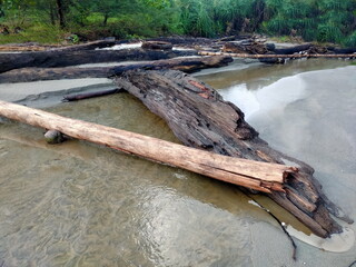 Weathered Driftwood & Sand Texture on Tropical Shore
 Ideal for themes of nature, decay, resilience, beach environments, textures, or rustic design.