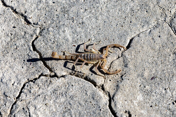 Small brown scorpion on a dry cracked playa of Alvord Desert, Oregon