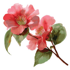 Watercolor painting of Japanese camellia flowers isolated on white background
