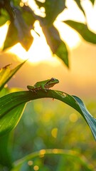 Green Tree Frog Perched on Leaf in Golden Light.